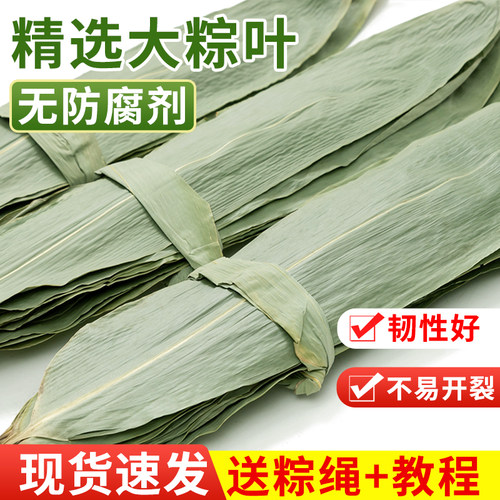 粽叶新鲜100片特大干粽叶子