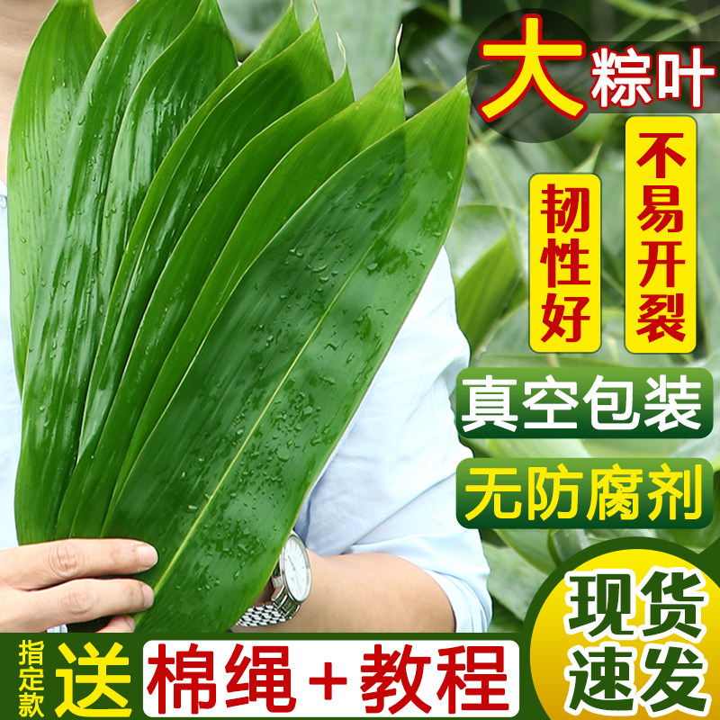 粽叶大号100片野生箬叶