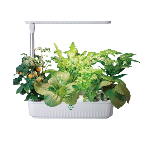 佰植乐种植包矮生花卉无土水培植物蔬菜鲜花种子室内绿植组合套餐