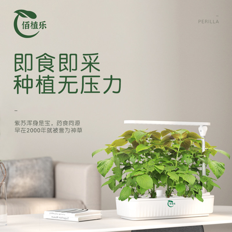 佰植乐智能生态种植机室内水培灯基地紫苏叶新鲜香料无土栽培香草