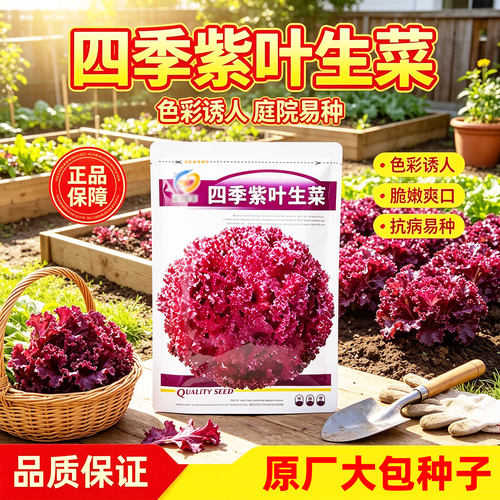 沙紫叶生菜种子四季播盆栽庭院
