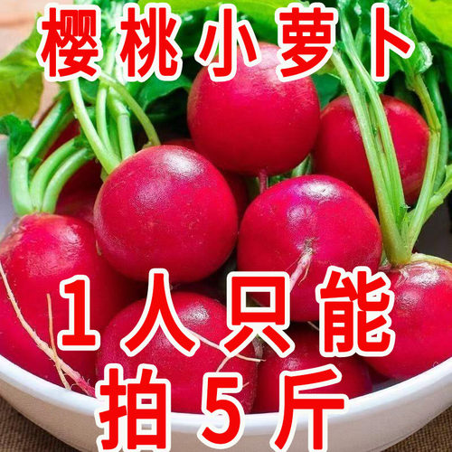 云南甜脆樱桃萝卜应季蔬菜包邮