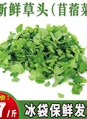 新鲜蔬菜草头金花菜秧草苜蓿菜头茬现摘全嫩无烂叶当季食用山野菜