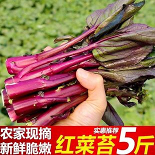 现摘湖北农家自种红菜苔打霜新鲜紫菜苔红油菜苔时令蔬菜整箱包邮