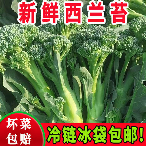 现摘甜杆西兰苔新鲜有机青花苔