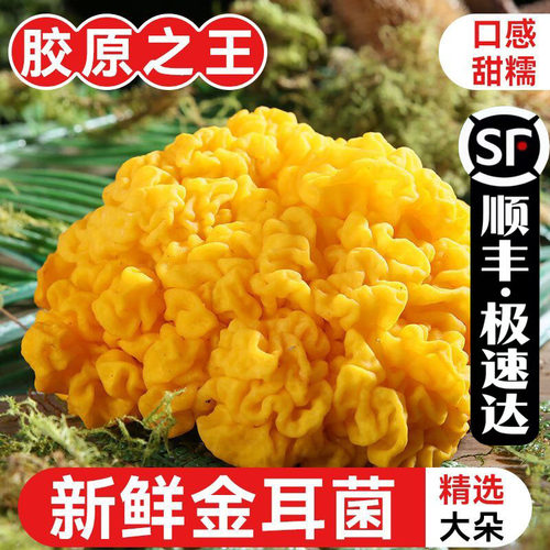 云南特产新鲜金耳菌500g煲汤料