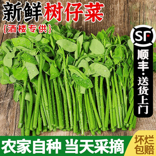 树仔菜新鲜潮汕菜五指山野菜当季天绿凉拌菜酒楼食材特色蔬菜包邮