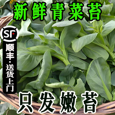 新鲜青菜苔油菜苔露天霜打菜心