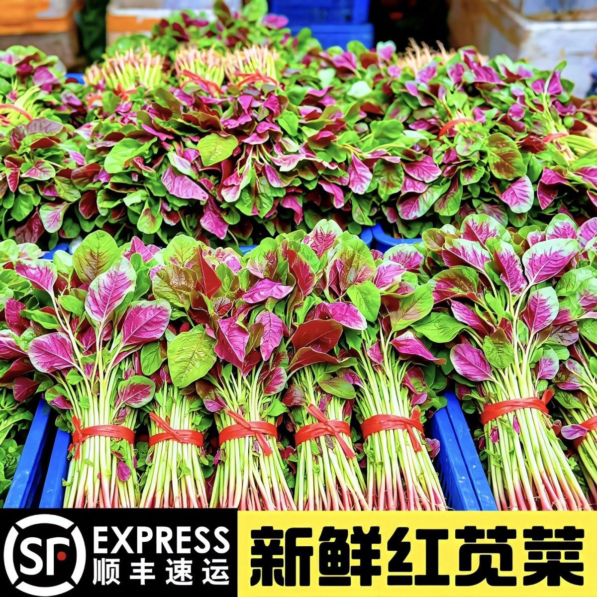 新鲜红苋菜顺丰冷链包邮