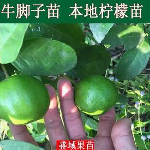 土柠檬树苗牛脚子苗广西本地柠檬苗当年结果泡制柠檬嫁接苗盆栽