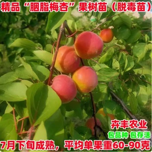 嫁接胭脂梅树苗嫁接甜口青红梅果苗酸口梅子苗南北方种植当年结果