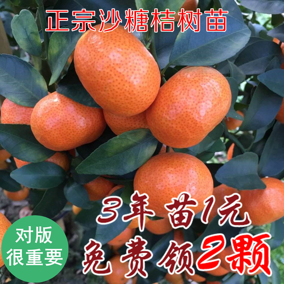砂糖桔树苗嫁接早熟新品
