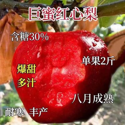 特大嫁接红心梨树苗皮薄子