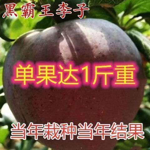 黑布朗李子苗林树美国大南