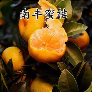 正宗江西南丰蜜桔苗嫁接南丰蜜橘树苗贡桔早熟桔子无核果树苗南方