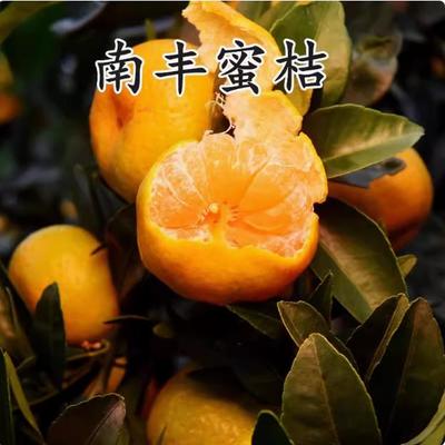 正宗江西南丰蜜桔苗嫁接橘树