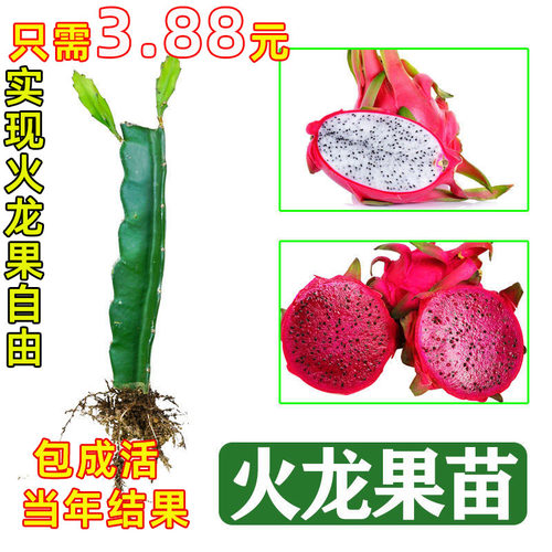 火龙果苗盆栽当年结金都一