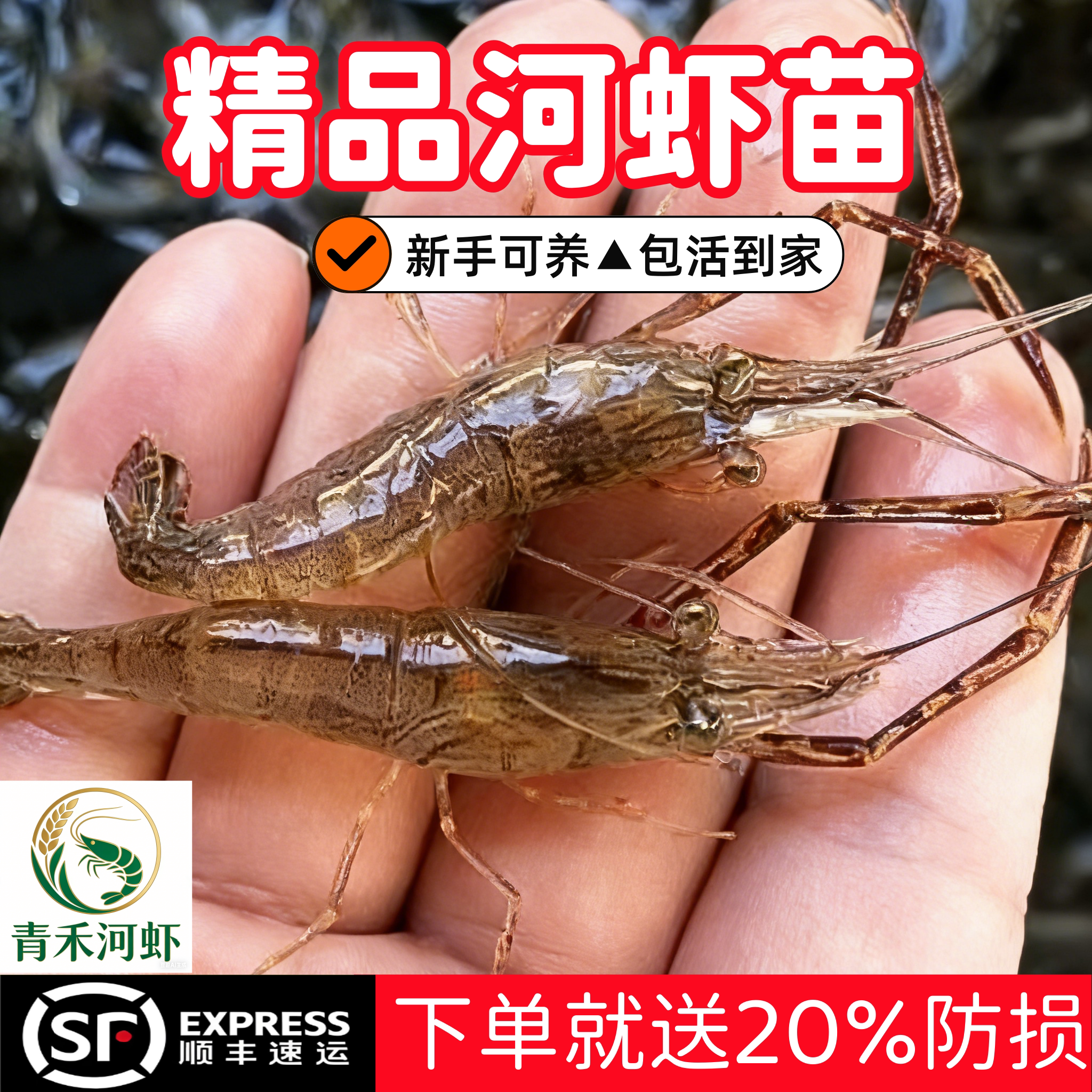 河虾苗青虾太湖三号沼虾苗长臂大头虾苗养殖淡水清虾苗活体淡水养