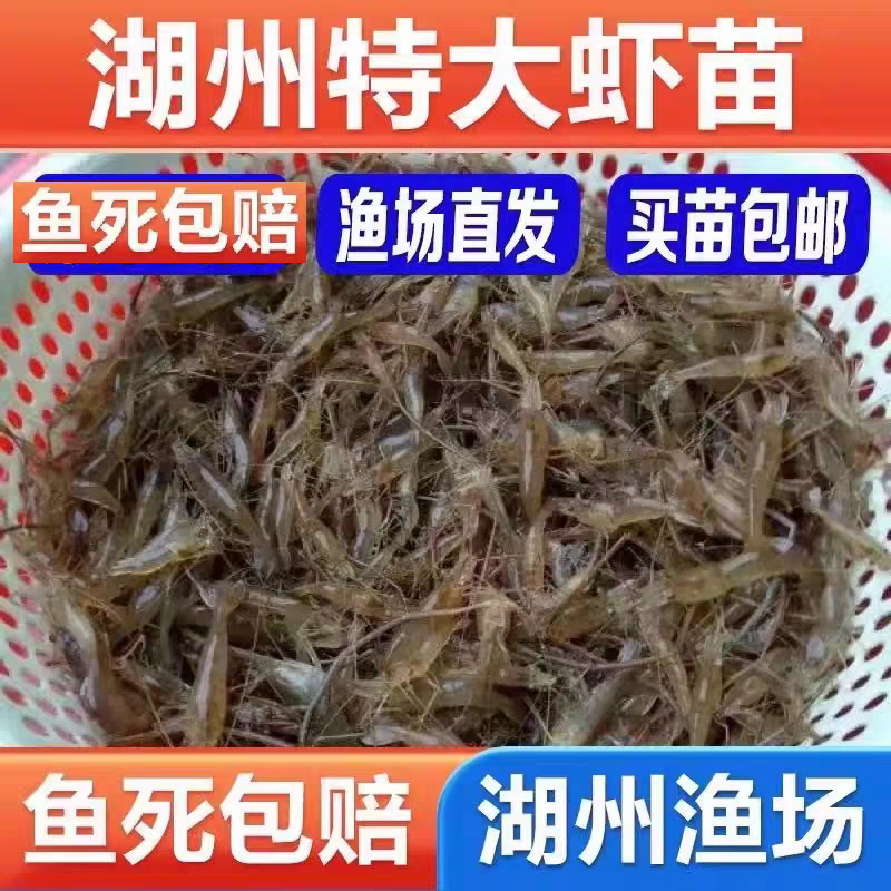 河虾苗青虾苗太湖三号沼虾苗长臂大头虾苗养殖淡水清虾苗活体淡水