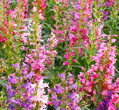 钓钟柳种子 吊钟柳花卉种子阳台草花种子耐寒景观花海花种子花籽