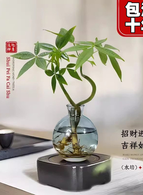 速发水培植内室物好养发财树小盆栽摆面植物桌件办公室绿植四季常
