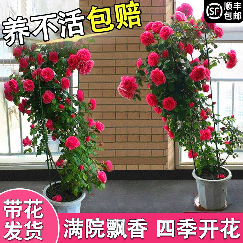 速发爬藤月季蔷薇花苗四花开花花瑰盆栽室外台庭院玫卉特大季卉易
