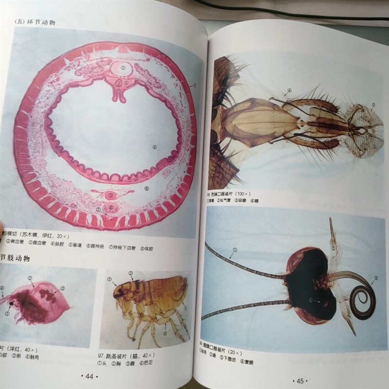 速发中学生物显微彩色图谱 标本图谱 玻片标本图谱 标本书