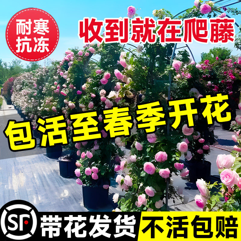 速发爬盆龙沙宝石月季特大母本花大蔷薇室外爬墙庭院台藤本苗苗藤
