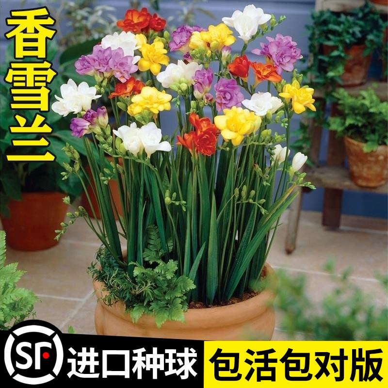 速发香雪兰种球盆栽重瓣带花苞混色小室兰苍内四季开花植卉绿花物
