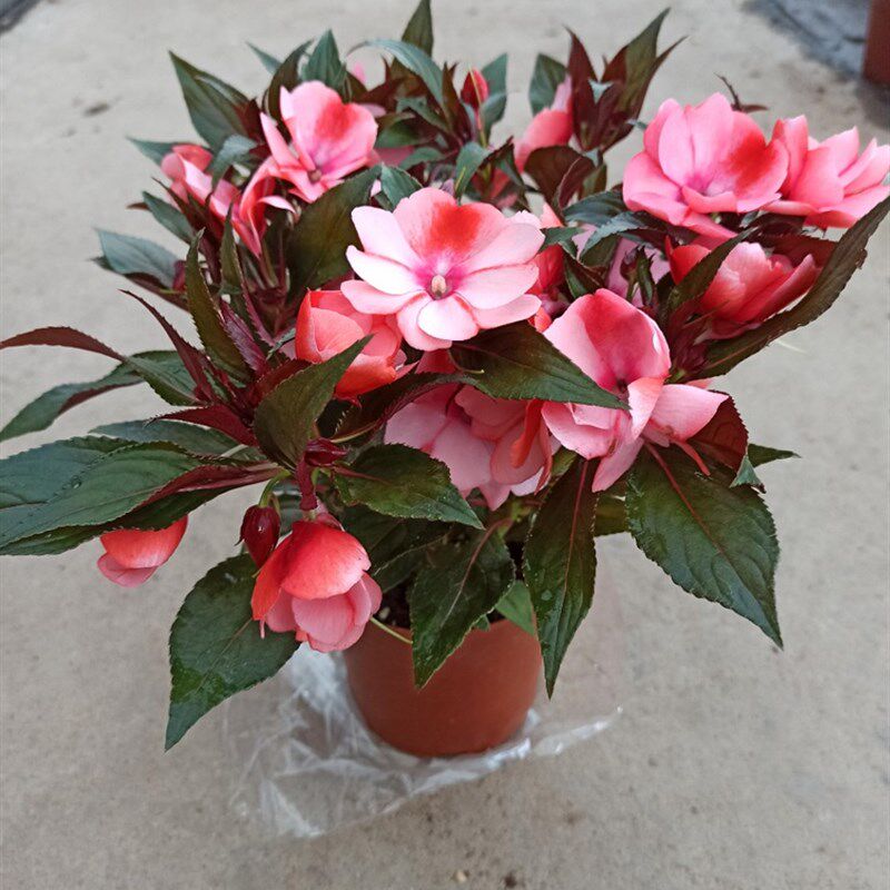 速发凤仙花新花内亚凤仙花指甲几盆栽四季开台带花花庭院观花植物