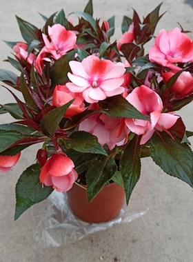 速发凤仙花新花内亚凤仙花指甲几盆栽四季开台带花花庭院观花植物