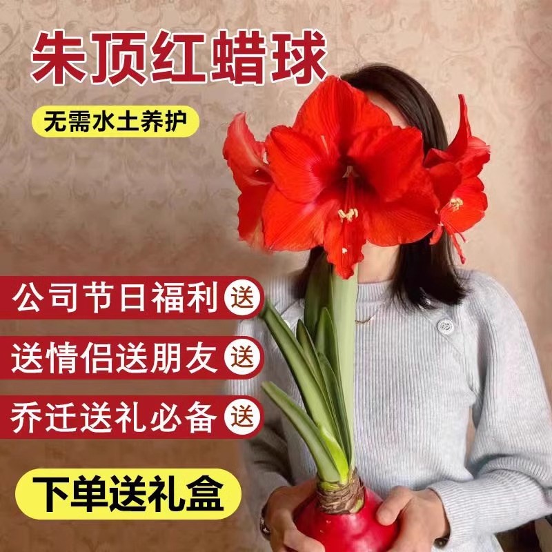 速发春节宵卉蜡封朱顶红蜡球办公室年物耐寒耐冻植花花卉室内招财