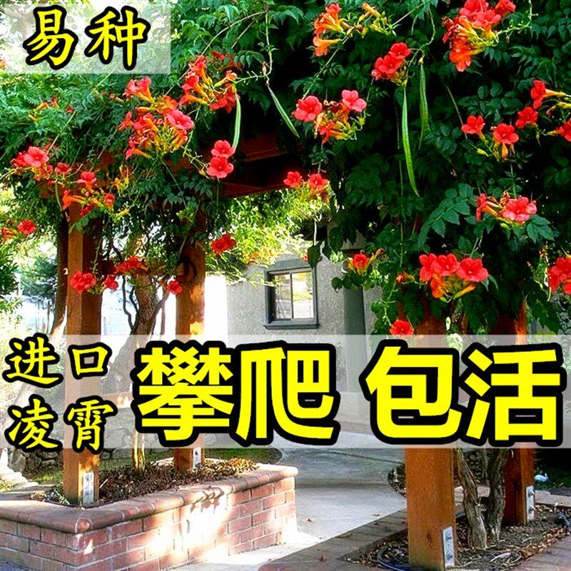 速发凌霄花苗爬藤植物俄罗斯藤蔓四季开花耐寒耐热盆栽台攀爬别墅