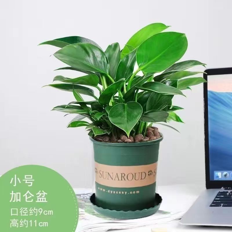 速发金钻盆栽绿好箩室内植物花卉水厅绿植客培萝养多肉新房吸除去