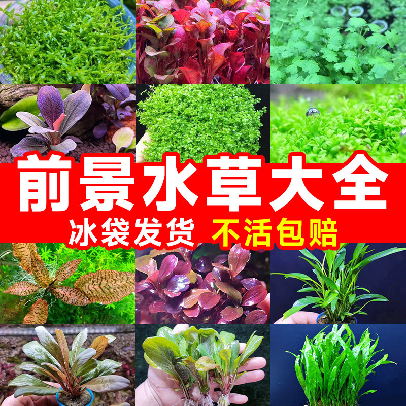 速发前景水草植草古法鱼缸草缸阴性增氧水草造景真物无菌杯睡莲绿