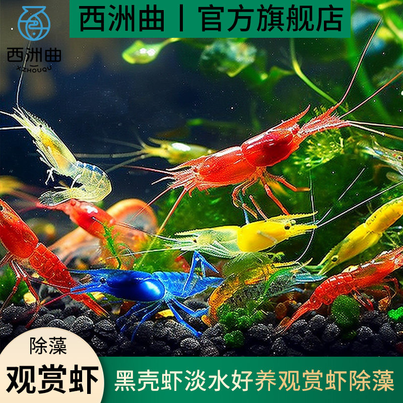 速发黑壳虾除藻虾极赏虾虾水虾虾观火淡鱼缸鲜活清洁虾