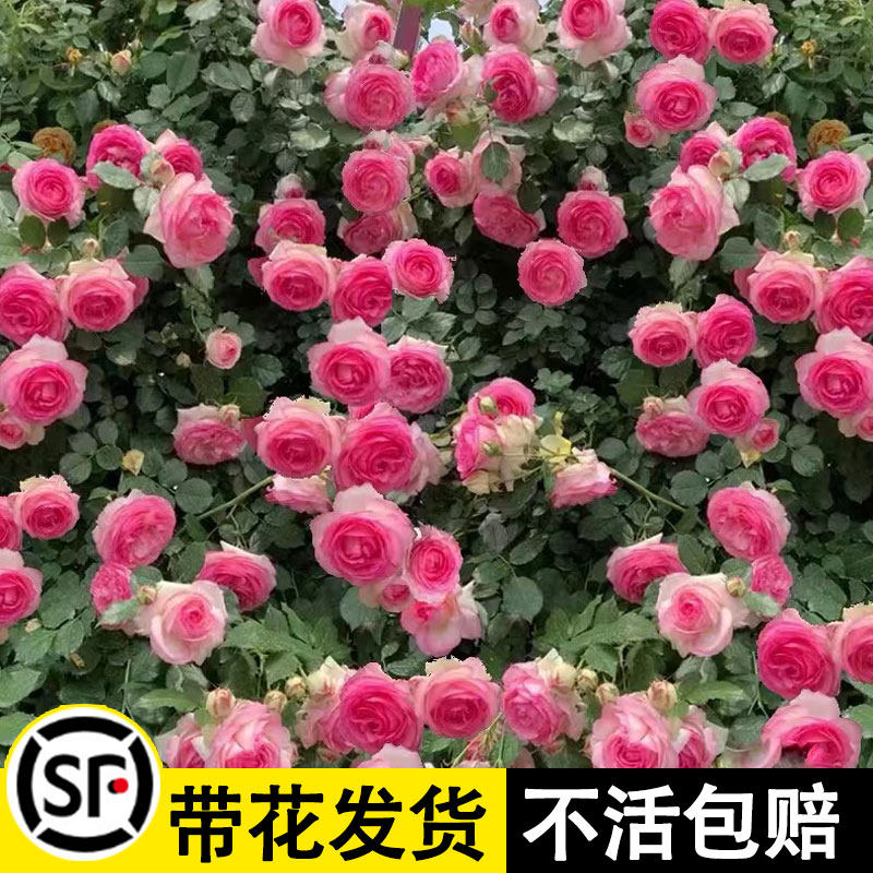 速发粉色龙沙宝石月季香庭蔷薇花苗大花浓爬四季开花藤院爬墙植物