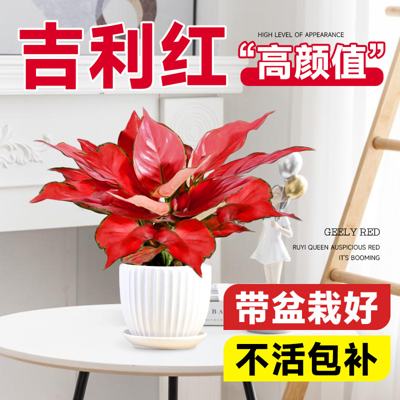 速发红盆栽室内花如绿物卉意皇后水培植植办公室桌面大年红好养