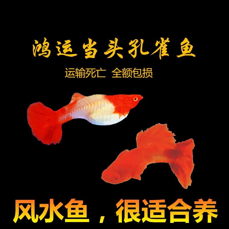 速发小型热带鱼好运当头易海蓝贵族孔雀鱼胎生鱼鸿养深繁殖观赏鱼