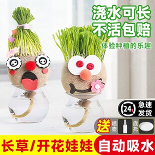 速发头上长草察娃草头开花植童种植小盆栽种草绿儿观娃植物生长幼