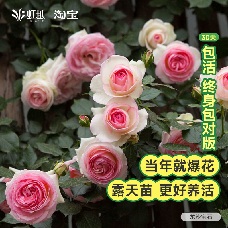 速发粉色龙沙宝石爬藤月季红色龙藤宝石月季花苗月栽沙本盆季小苗