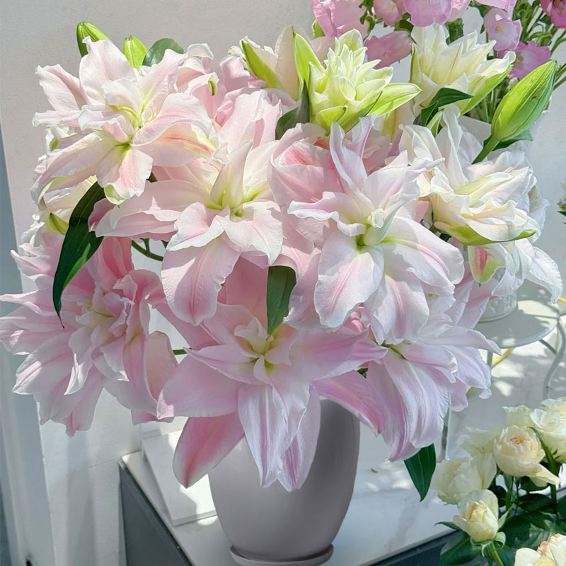 速发重瓣百合花种球绿栽香花兰雪卉盆植物室内四季开花郁金香台