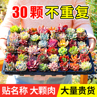 速发多台植物套餐组合盆栽罕见稀有蓝色高端品种肉客厅室内好颗大