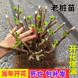 速发绣球花苗老桩无尽栽四季开花不断盆夏花庭植物室内台卉院易养