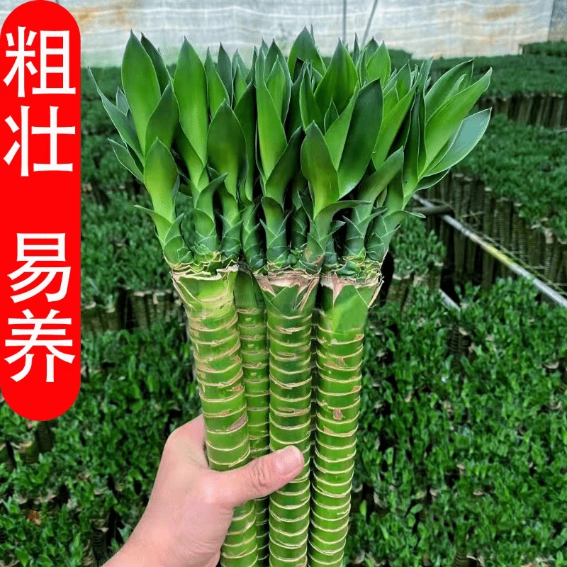 速发盆竹培昌竹富贵竹带根转运竹子龙栽室内客厅四季好养水文旺宅