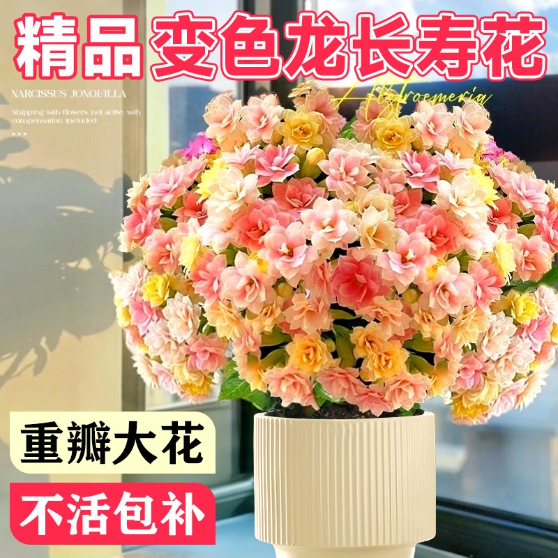 速发苞寿重盆栽四季开花花瓣变色龙大花带花长花苗室内易活花卉绿