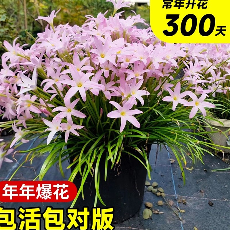 速发风雨种兰球重瓣胖丽丽韭季花卉盆栽室内庭院台葱兰植物四兰开
