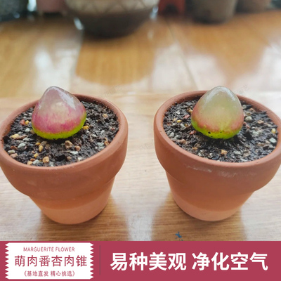 速发灯泡萌肉番肉锥生石花组合色尼屁股花灵耀玉 曲玉 毛汉白菊文