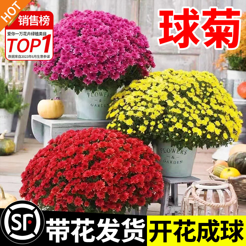 速发球菊花盆栽珠玉月卵花苗九之菊千头菊四季花开室内外好养花卉