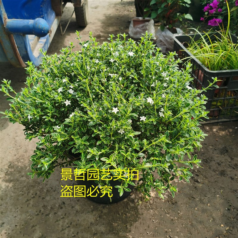 速发六月雪盆栽 庭院多年生木本花卉植物盆景白色花大盆老桩好养
